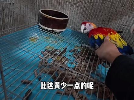 金刚鹦鹉你喜欢哪一种#金刚鹦鹉#大型鹦鹉#手养鹦鹉#合法饲养