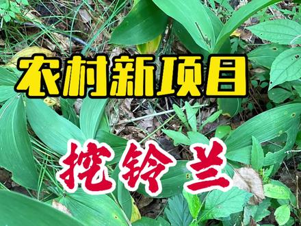 大山里的新物种“铃兰” 山里随处可见而且非常多。