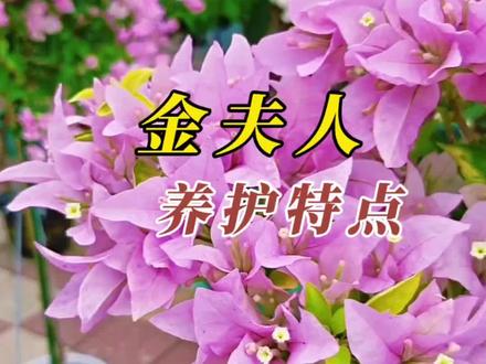 介绍一款大花品种~金夫人,苞片粉紫色,花期长不易落花,金色叶子很有辨识度#三角梅#三角梅品种 #三角梅养护#三角梅养护教学视频 #三角梅养护