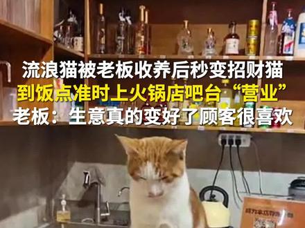 12月14日(采访),重庆。流浪猫被重庆老板收养后秒变招财猫,到饭点准时上火锅店吧台“营业”,老板:很神奇,生意真的变好了,顾客都很喜欢。源:@四季豆 (第1眼TV-华龙网原创采访报道)