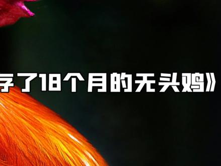 (上)一只被砍掉头部的鸡,竟然活了18个月,你敢信吗……#科普 #无头鸡
