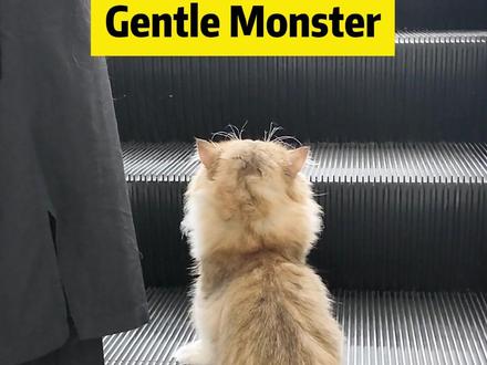 当猫界交际花逛Gentle Monster #梅西家的猫 #梅西的猫 #网红猫 #神奇动物在抖音 #梅西之家 @梅西之家 @阿夫Ashraf