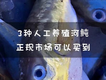河鲀的毒性十分大,人工养殖只能减弱它的毒性,但比野生的安全系数高很多。#河鲀 #海鲜美食 #水产人 #河豚🐡