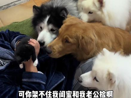 养宠人最大的谎言 #流浪猫#流浪狗#我和流浪猫的故事 #阿拉斯加 #萌宠出道计划
