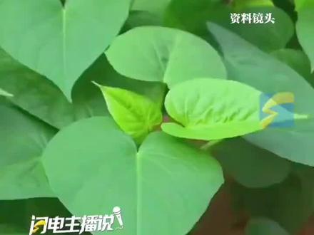 既然红薯叶对乳腺还这么有帮助我们国家不缺这个,随便吃。