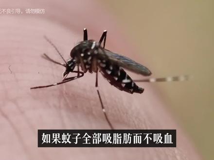 蚊子只吸脂肪不吸血,你会养蚊子来减肥吗? #科普 #知识科普 #减肥 #脂肪