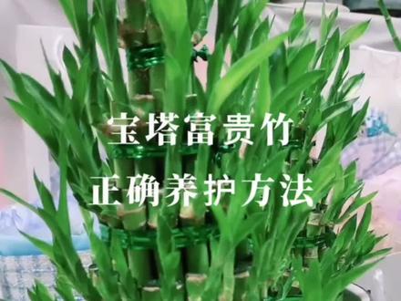 竹塔养越好家里越兴旺!事业蒸蒸日上!