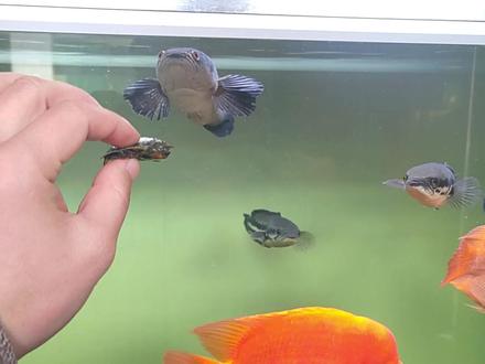 甲鱼挑战猛鱼缸,本以为会被大铅笔鱼一口拿下,结果被它给吃了! #养鱼日记 #猛鱼 #甲鱼 #大铅笔鱼 #挑战