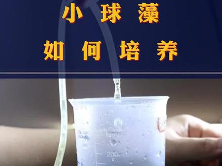 浑身是宝的小球藻要如何养?如何玩呢?#小球藻 #海水鱼珊瑚 #海缸日记 #海缸 #鱼缸里的大自然