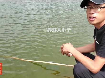 放苗密度与亩产量!#新农人计划2023 #南美白对虾 #水产养殖 #高密度养殖 #抖音助农