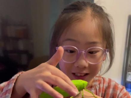 #昆虫记 #巨拟叶螽 飞起来气派十足