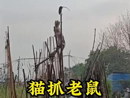 顶级的反应跟速度#猫抓老鼠 #猫和老鼠 #满级猫咪 #老铁笑一笑