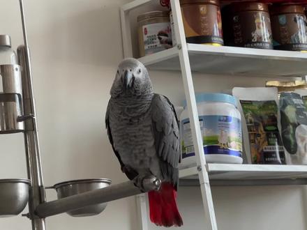 这个笑真的笑人 #鹦鹉 #人与动物和谐共处 #动物救助 #鸟类 #神奇动物在抖音