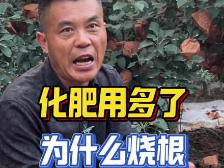 化肥用多了为什么烧根?#果园管理 #果树种植