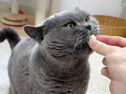 留守猫生活开始啦 #留守猫 #留守猫咪 #猫 #猫咪的日常 #猫咪