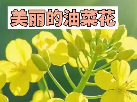 #三年级 #语文 #一单元 #植物 三年级一单元作文美丽的油菜花