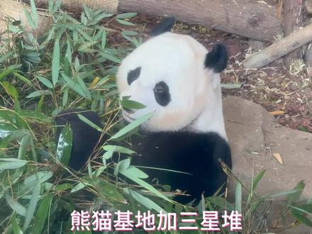 成都周边一日游 熊猫基地+三星堆#旅行推荐官#冬日攻略大赏 #熊猫花花 #亲子游玩好去处 #成都