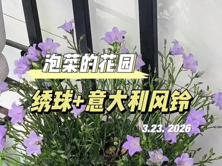 现在的花美哭我了。#独居日记 #养花治愈 #绣球 #意大利风铃