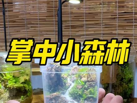 掌中小森林🌳 吃完蛋糕的小杯子不要扔,动动手把它做成让你眼前一亮的样子#微景观 #苔藓微景观 #室内微景观 #玻璃杯里的大自然 #山野粗人