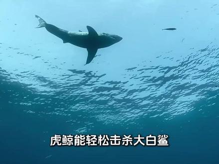 海洋中的霸主虎鲸,轻松虐杀大白鲨,为何偏偏对人类很友好? #科普 #涨知识 #虎鲸 #动物科普