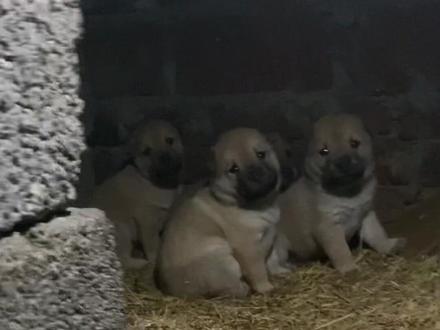 用嘬嘬嘬骗出来#我家的小土狗 #中华田园犬