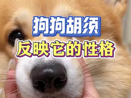 你家狗狗几根胡须 #养狗知识分享 #养宠知识分享 #养狗科普 #科普养狗经验 #狗狗