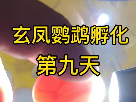 【玄凤鹦鹉孵化第九天】蛋内血丝未完全铺满、留有小部分空白,属于正常孵化现象。胚胎发育有自身节奏,血丝蔓延是逐步推进的过程,无需担忧。
孵化环境需保持稳定,温度维持在37.6-37.8℃,湿度控制在45%-55%,仍要避免频繁照蛋,以防干扰胚胎发育,耐心等待其自然成长即可。#玄凤鹦鹉 #鹦鹉 #鹦鹉孵化 #玄凤孵化 #玄凤雏鸟