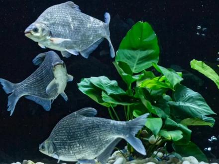 一分钟,教你如何正确分辨武昌鱼和鳊鱼。#武昌鱼#涨知识 #干货分享