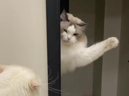 为什么布偶会打其他猫?#猫打架 #猫咪打架现场 #西伯利亚森林猫 #布偶猫 #火焰布偶猫