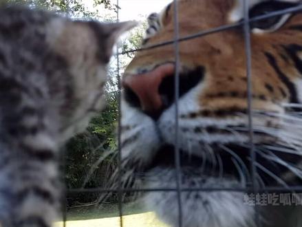 当小猫见到老虎#猫#老虎