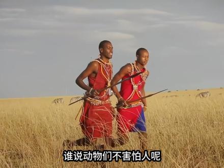 动物真不怕人类?进化论揭秘恐怖直立猿#科普 #涨知识