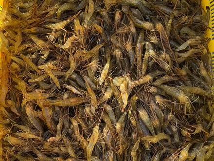 秋冬季节,带大家去微山湖捕新鲜的野生河虾,咱们的河虾肉质紧实Q弹,无论给老人孩子吃都非常适合,秋冬天的河虾越来越少了,到了腊月就没有虾了#野生河虾 #新农人计划2023 #带你去体验渔民的生活