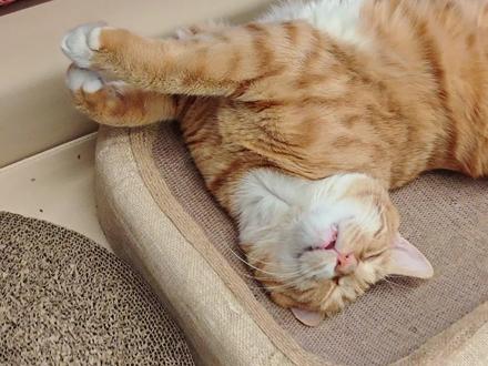 你还知道哪些小猫开关呢?
#我家那一身反骨的猫咪 #给你们摸一下我的小猫叭 #原来小猫的毛也有区别