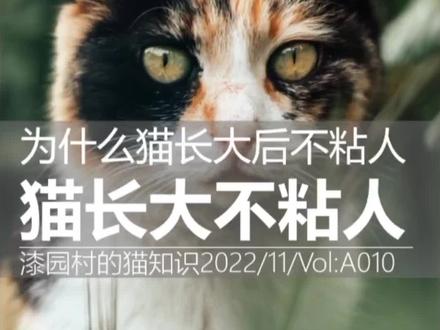 为什么猫长大后就不粘人了,你家喵星人长大后还粘人吗?#喵星人 #猫主子的日常 #铲屎官 #猫咪 #上热门