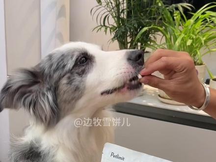 聪明的养狗人都会给狗狗喂酸奶,奶香浓郁对狗狗肠胃还很好,酥酥脆脆一口一个太方便了!#宠物零食 #宠物零食#萌宠好物#新手养狗 #边牧
