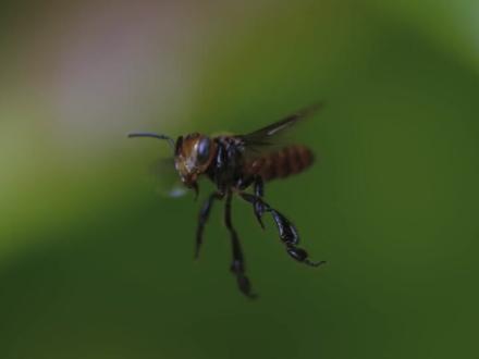 大自然中充满了精妙绝伦的共生故事,角蝉与无刺蜂的互动就是其中一个迷人的缩影,这种用小份“甜品”换取强力“保镖”的交易,是自然演化中互利共生的绝佳案例。#角蝉#无刺蜂 #神奇动物在抖音 #野生动物保护