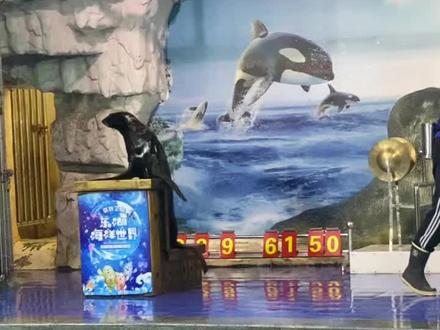 近距离接触海豚表演#海洋世界