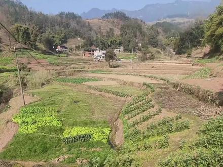 作为搞岩土的,用理正试算了一下现在常规设计的高标准农田田坎稳定性,参数采用地区经验抗剪强度,计算结果显示1.5米高的田坎,采用素粘土分层碾压夯实,在泡田季节或者降雨入渗后,田坎稳定性几乎是欠稳定状态,随着田坎高度增加,稳定性会更加低,所以才导致搞完高标准农田小改大的梯田,很容易发生田坎垮塌,咱们设计人员一定要谨慎还大,必要时细化高田坎设计,可以变更外田坎材质如增加底部片石层或者修改断面尺寸,以提高稳定性,设计人员一定要多到设计田块看看,切勿一张大样图覆盖全部田块#高标准农田建设#红土匠心