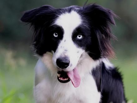 边牧“嫌弃”食物的原因,你都知道哪些?#边牧 #边牧挑食 #边牧喂养方法 #边牧冷知识 #如果秋天有味道