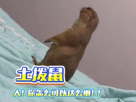 土拨鼠:人!你怎么可以这么自私!!