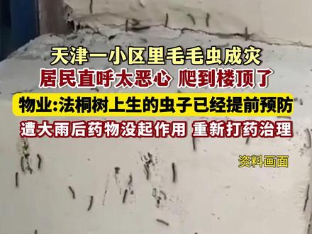 9月11日(发布),天津。一小区里毛毛虫成灾,居民直呼太恶心,都爬上楼顶了。物业:法桐树上生的虫子,已经提前预防,遭大雨后药物没起作用,重新打药治理。关注@小政视频 #毛毛虫 #自然现象 (来源:@大象新闻)
