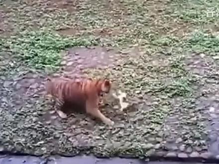 猫咪不慎掉进老虎园,谁料一只老虎过来了,求猫咪心理阴影面积! @DOU+小助手