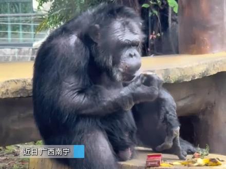 动物园工作人员回应称,禁止游客丢东西、投喂,会排查打火机并加强巡逻。