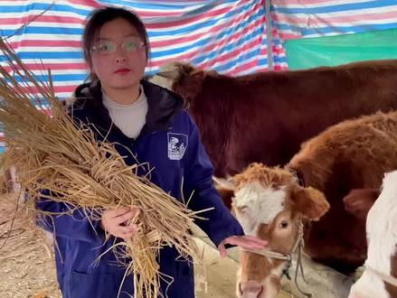 解决冬季草料问题不太建议只备干草,上个视频说到得青贮饲料备足才是更好的选择#养牛 #牧草养殖 #农业 #牧草
