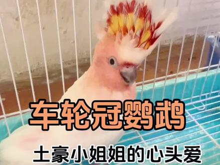 “车轮冠鹦鹉”土豪小姐姐的心头爱#带标识合法鹦鹉 #适合全国各地饲养 #合法饲养 #车轮冠 #鹦鹉🦜