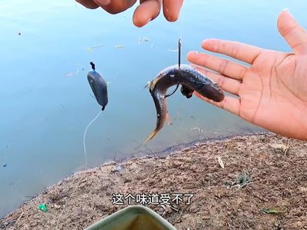 臭鱼钓鲶鱼好用吗?第一次桥墩下面钓打龟!问题出在哪?#小熊筏钓#岸筏#钓鱼技巧 #鲶鱼 #臭鱼