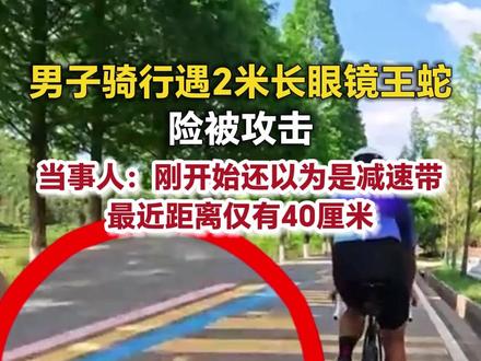 男子骑行遇2米长眼镜王蛇险被攻击 当事人:刚开始还以为是减速带 最近距离仅有40厘米#眼镜蛇 #骑行