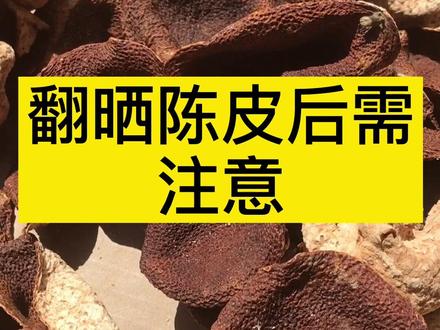 新会陈皮翻晒后需注意#新会陈皮 #陈皮 #科普知识 #翻晒