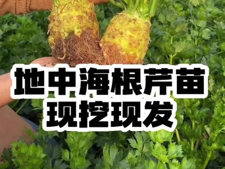 来自地中海的根芹,种子种苗已经准备好了,你也种起来吧#三农 #抖音助农 #优质农产品 #新农人计划 #农业 @DOU+小助手
