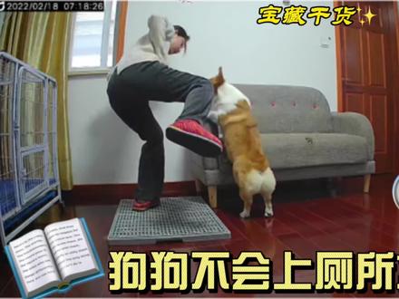 狗狗不会上厕所怎么办?最后有惊喜
言传身教,亲测有效!#我家毛孩子 #柯基 #萌宠出道计划